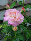 pink roses.jpg (69824 bytes)