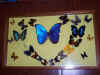 Butterflies-Peru.JPG (84931 bytes)
