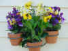 Flowers 3 pansy pots.JPG (37193 bytes)