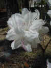 Flowers Azaleas.JPG (37398 bytes)