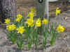 Flowers daffodils 1.JPG (40403 bytes)