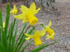Flowers daffodils 2.JPG (40217 bytes)