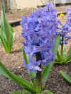 Flowers hyacinth 1.JPG (39466 bytes)