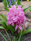 Flowers hyacinth 2.JPG (40306 bytes)