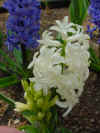 Flowers hyacinth 3.JPG (37611 bytes)