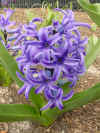 Flowers hyacinth 4.JPG (39432 bytes)