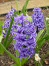 Flowers hyacinths 6.JPG (40195 bytes)