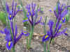 Flowers iris 1.JPG (39508 bytes)