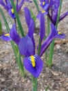 Flowers iris 2.JPG (37750 bytes)