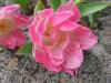 Flowers pink.JPG (37623 bytes)