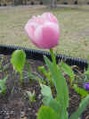 Flowers tulip pink.JPG (38486 bytes)