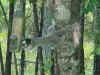 Fox squirrel in feeder.JPG (40626 bytes)