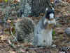 Our mutant squirrel sitting up.jpg (90603 bytes)