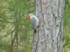 Red bellied woodpecker.JPG (40313 bytes)
