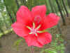 Red gardenia.JPG (39223 bytes)