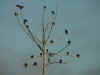 Turkey buzzard tree.JPG (36293 bytes)