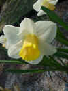 daffodils.JPG (37152 bytes)