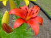 flowerorangedaylily.JPG (37318 bytes)