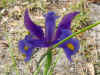 flowerpurpiris.JPG (39526 bytes)