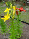 floweryloorangedaylilies.JPG (38319 bytes)