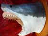 great white shark head mount.jpg (131678 bytes)
