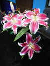 lily-bouquet-2-27-07.JPG (184744 bytes)
