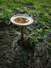 mushroom-birdbath.JPG (157894 bytes)