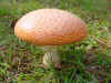 mushroom10-27.JPG (38778 bytes)