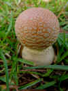 mushroom2.jpg (73344 bytes)