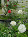 red white roses.jpg (89387 bytes)