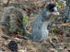 side view mutant squirrel.jpg (92377 bytes)