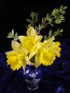 xmas06-daffodils1-4-07.JPG (125838 bytes)