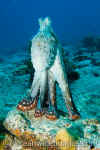 octopus standing.jpg (103349 bytes)