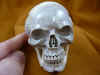 skull-9 (2).JPG (139279 bytes)