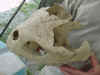 Loggerhead turtle head.JPG (38404 bytes)
