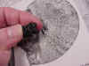 ammonite.JPG (39047 bytes)