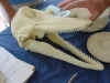 porpoise skull above.JPG (36891 bytes)