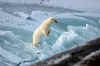 Animals polar bear sub 3.jpg (26906 bytes)