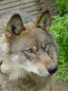 alaska-wolf-brown.JPG (38152 bytes)
