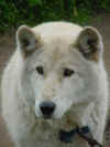 alaska-wolf-old white.JPG (37825 bytes)
