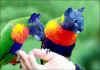1-parrot-cats.jpg (60147 bytes)