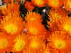 Nevadaflowers2.jpg (84915 bytes)