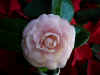 Dec-camellia.jpg (153328 bytes)