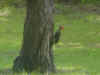 Red headed woodpecker.jpg (39226 bytes)