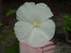 White gardenia.jpg (38169 bytes)