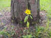 Yard daisy.jpg (91013 bytes)