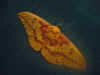 Yellow moth.jpg (69753 bytes)