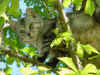 cat in tree.jpg (39395 bytes)
