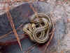 garter snake on shovel.jpg (92313 bytes)