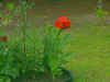 red flower.jpg (79911 bytes)